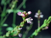 Verbena officinalis